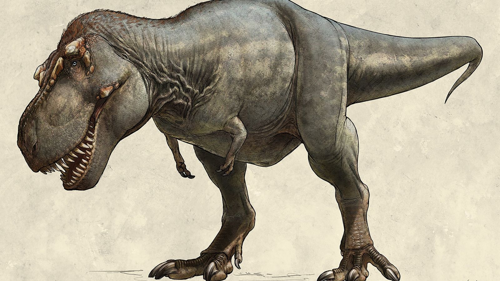 Tiranossauro Rex Rex Rex Dos Terópodes Mais Grandes Dinossauro