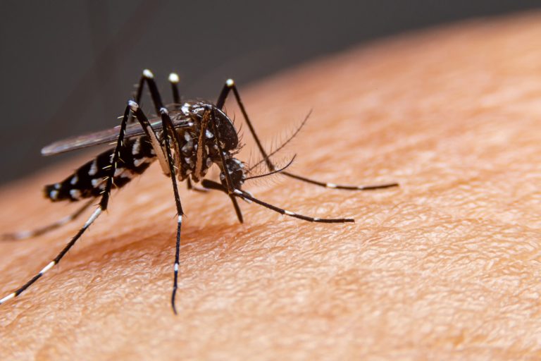 Striped mosquitoes are eating blood on human skin