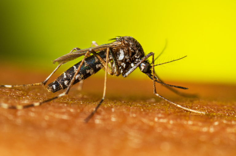 Mosquito-Aedes-