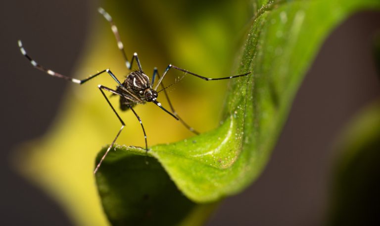 Aedes aegypti mosquito that transmits Dengue in Brazil perched on a leaf, macro photography, selective focus