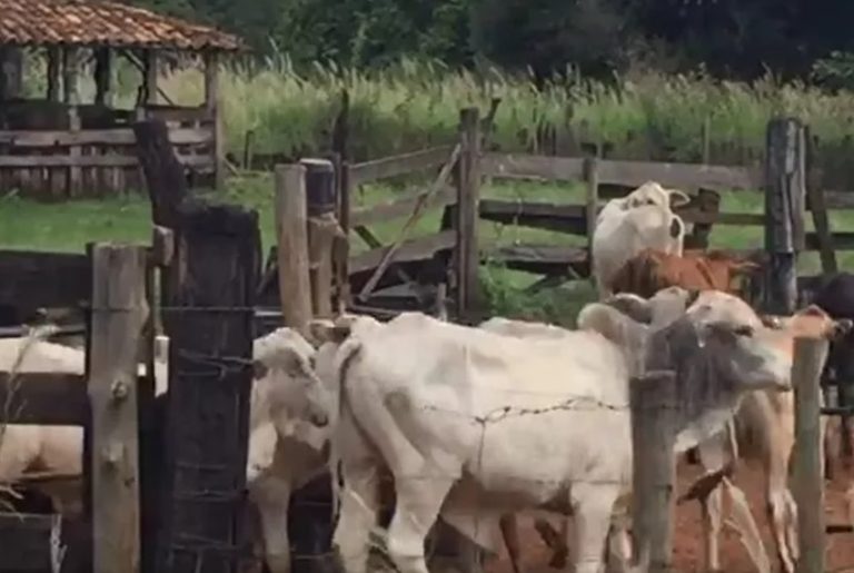 gado furtado